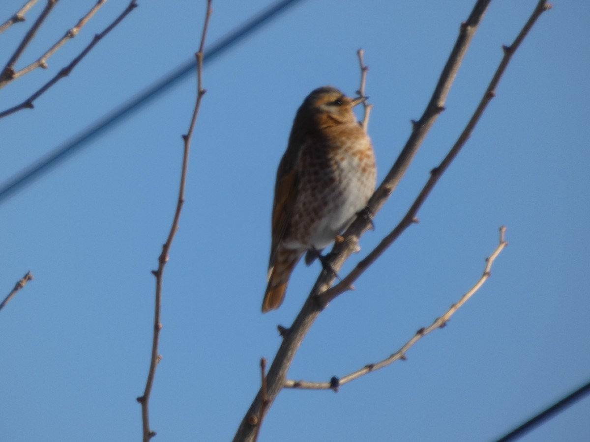 Naumann's Thrush - ML647545879