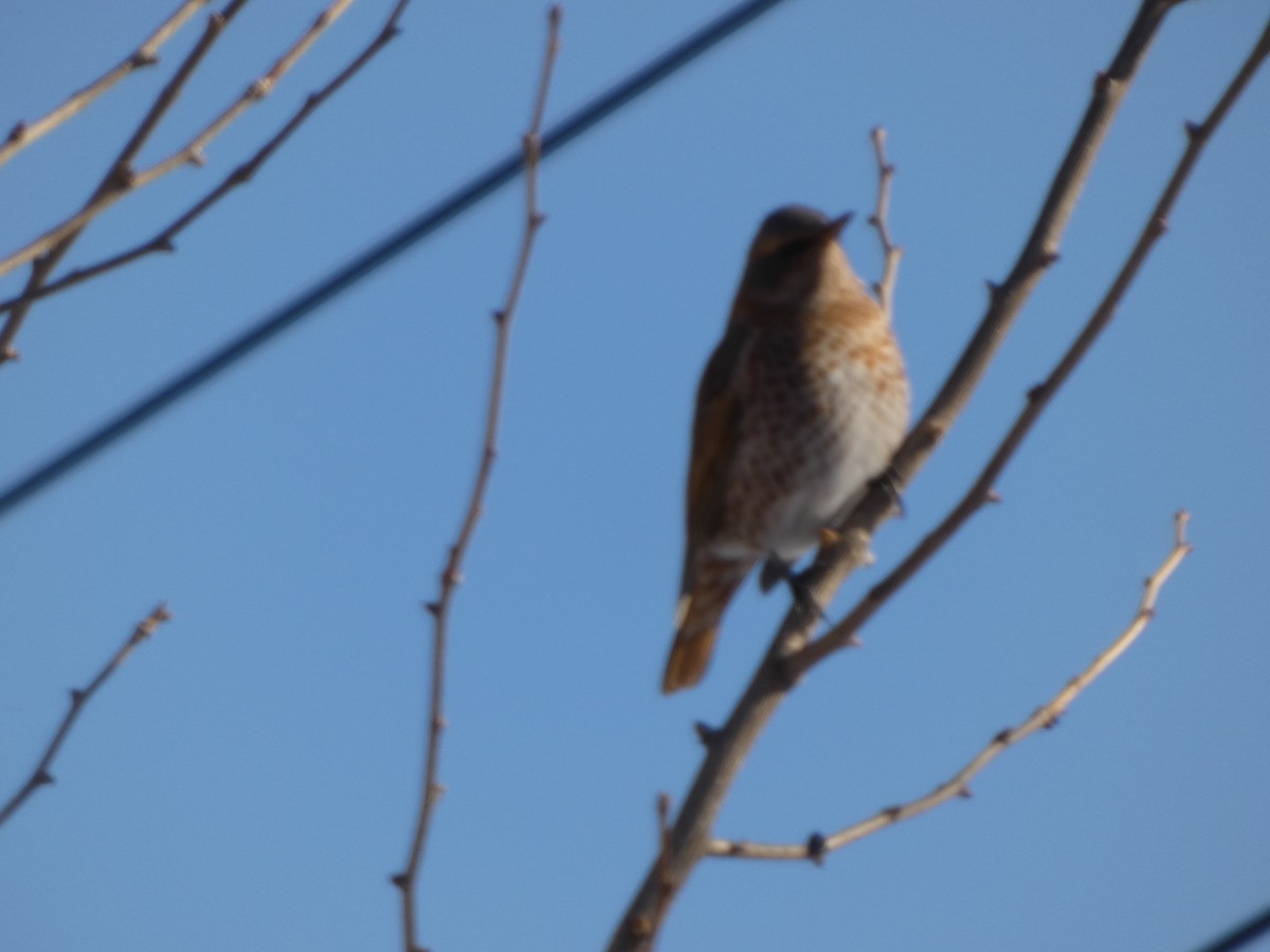 Naumann's Thrush - ML647545880