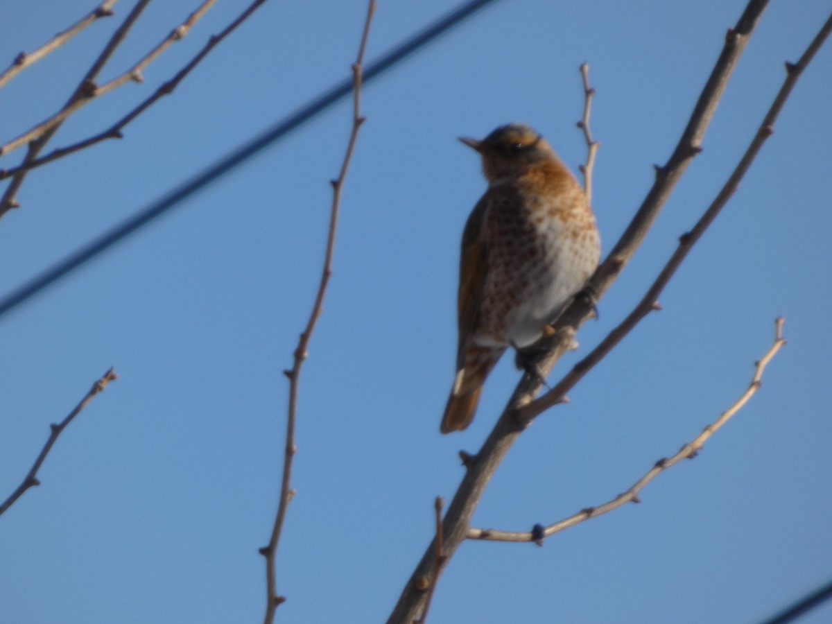 Naumann's Thrush - ML647545881