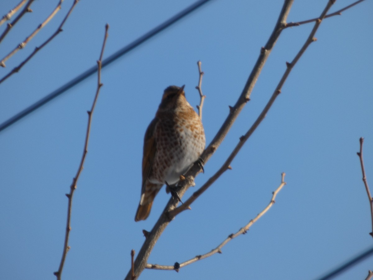 Naumann's Thrush - ML647545882