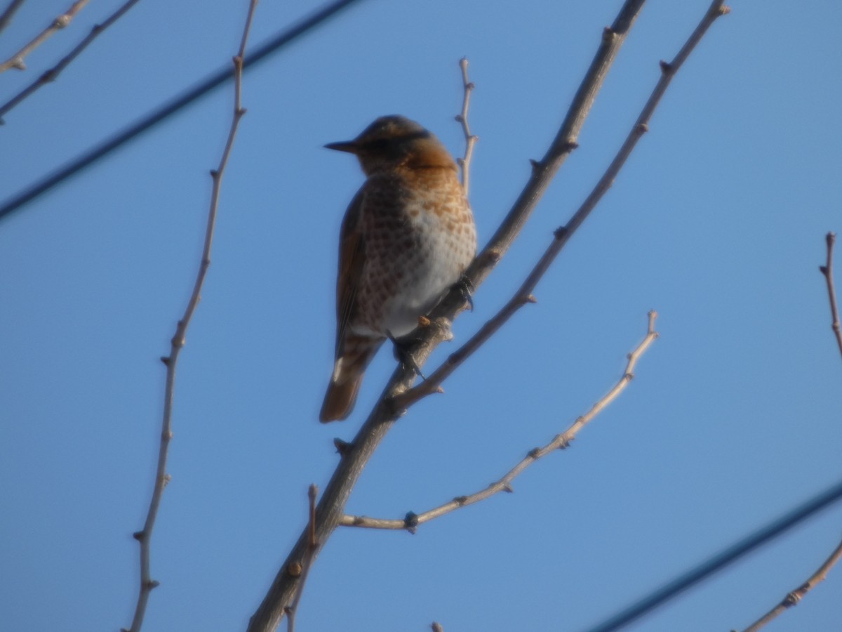 Naumann's Thrush - ML647545883
