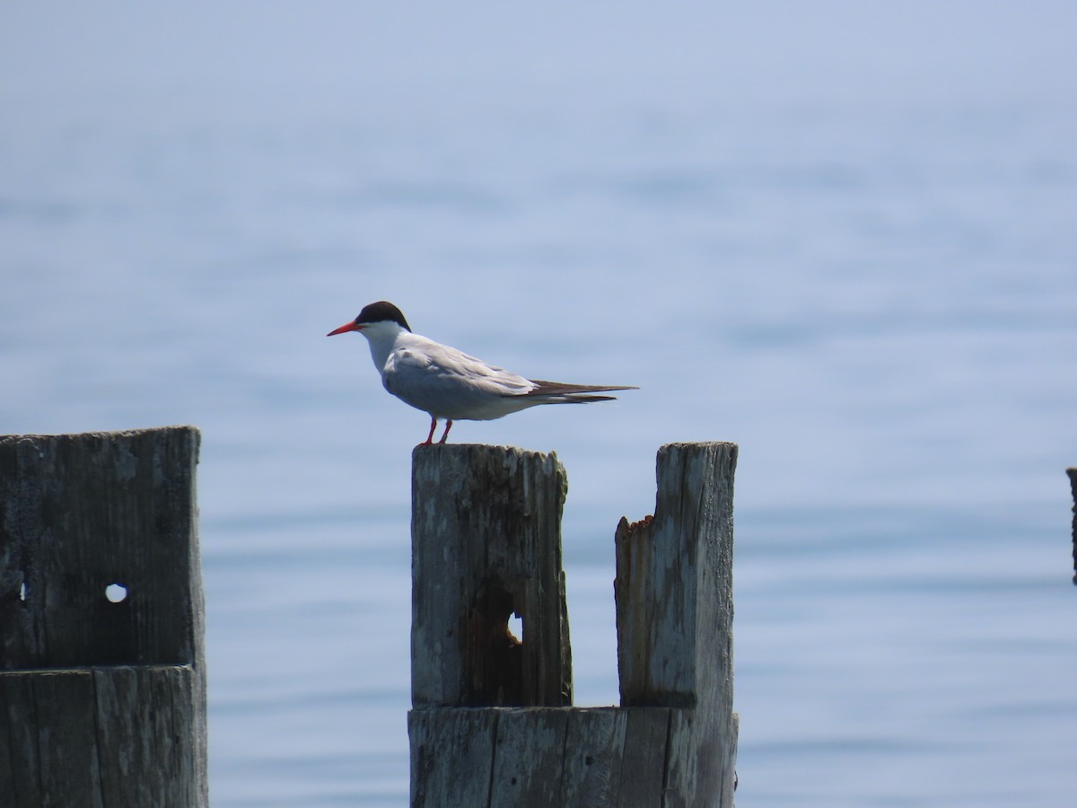 Common Tern - ML647545908