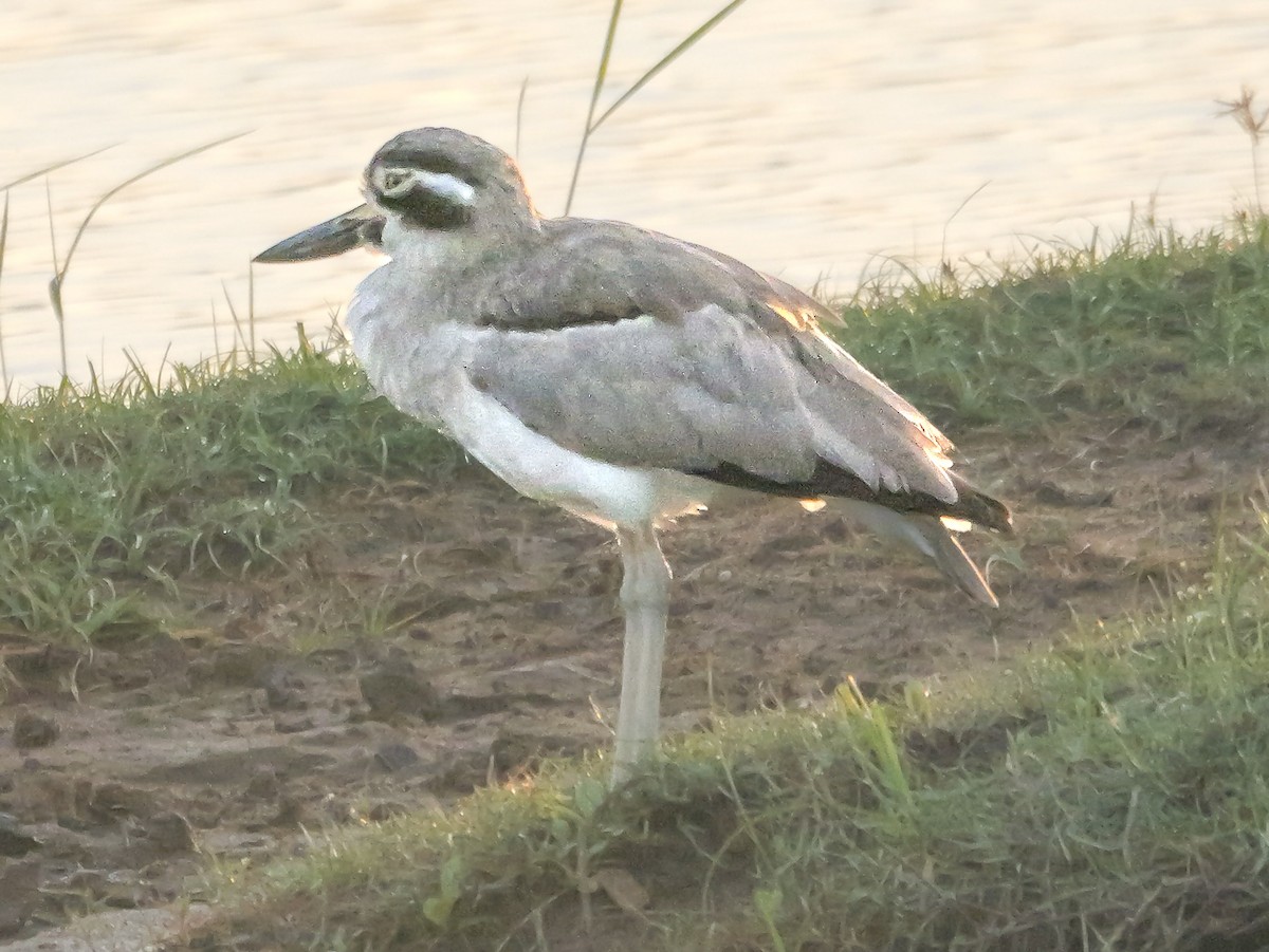 Great Thick-knee - ML647545952