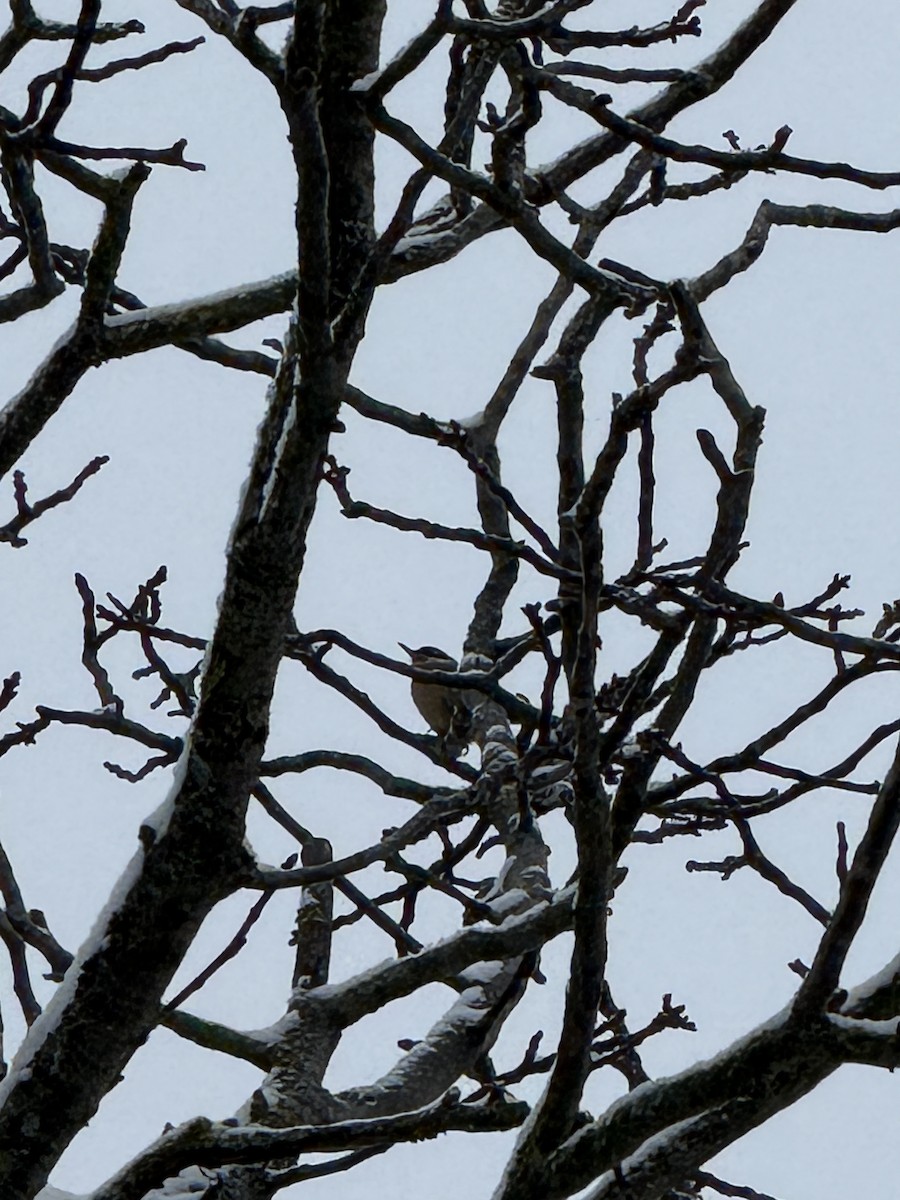 Eurasian Nuthatch - ML647545956