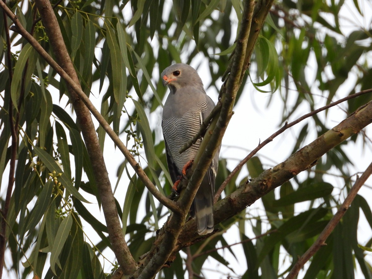 Lizard Buzzard - ML647545963