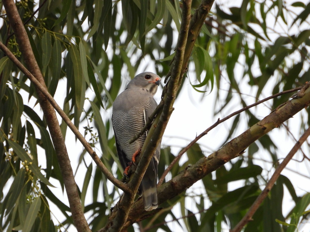 Lizard Buzzard - ML647545964