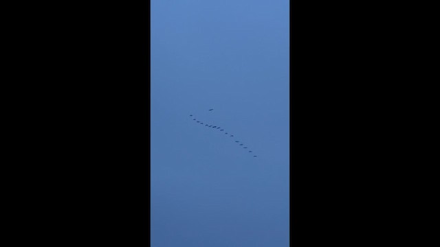 Graylag Goose - ML647545989