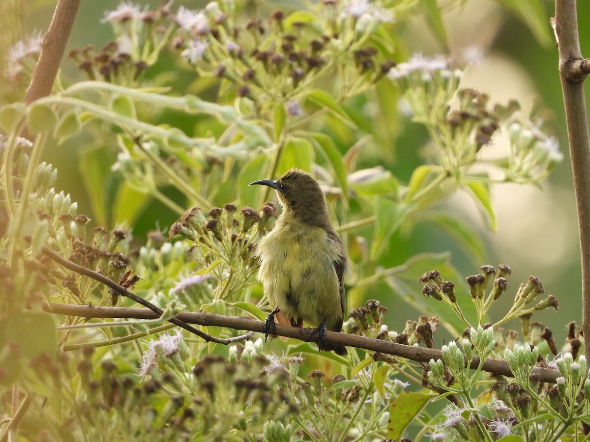 Bronze Sunbird - ML647546003