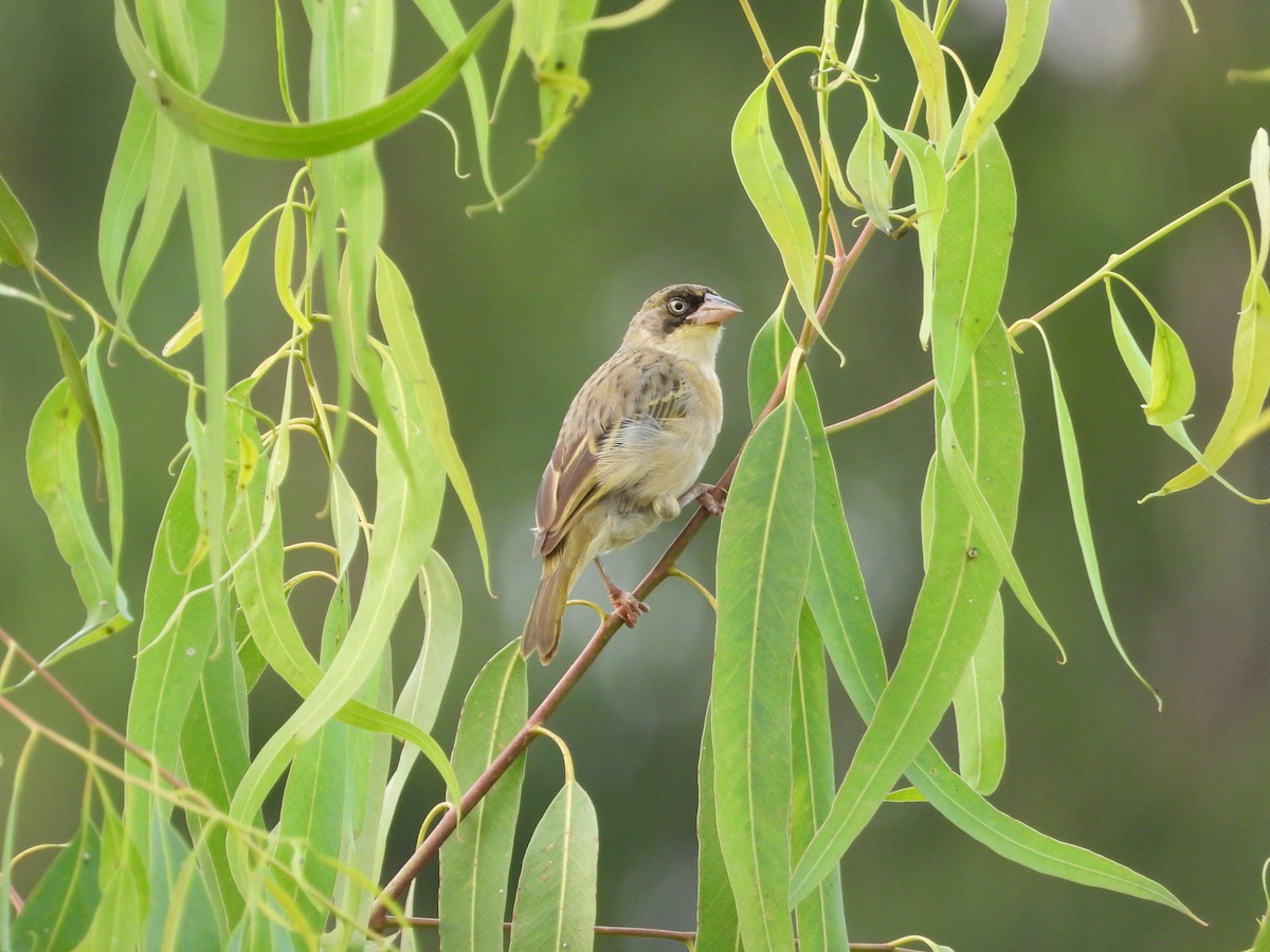 Baglafecht Weaver - ML647546004