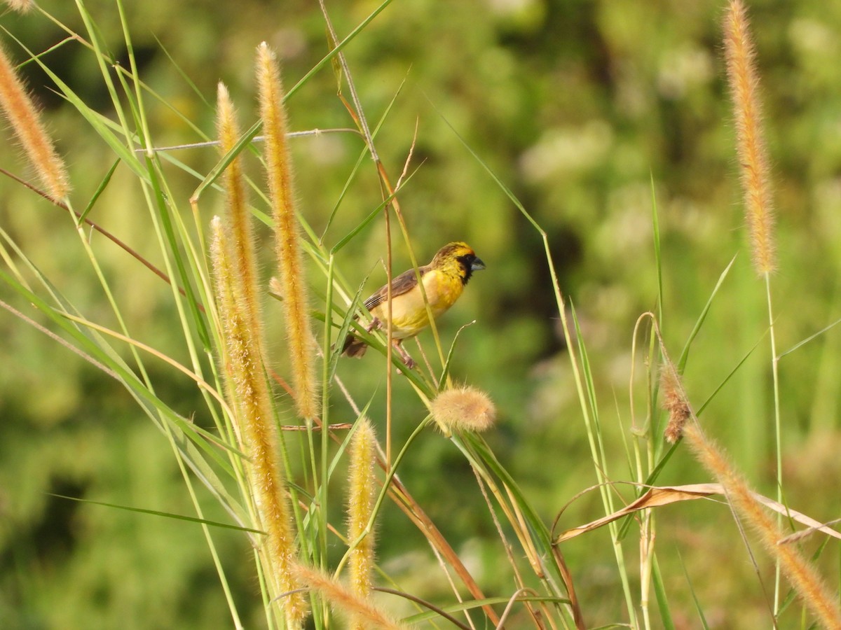 Compact Weaver - ML647546008