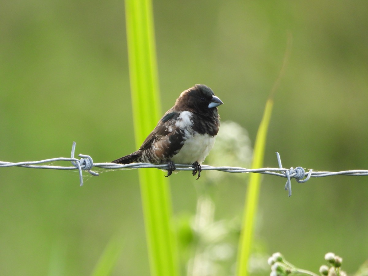Bronze Mannikin - ML647546016