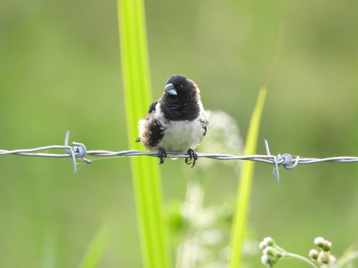 Bronze Mannikin - ML647546027