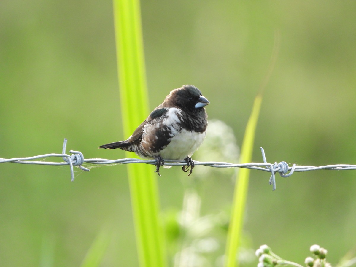 Bronze Mannikin - ML647546028