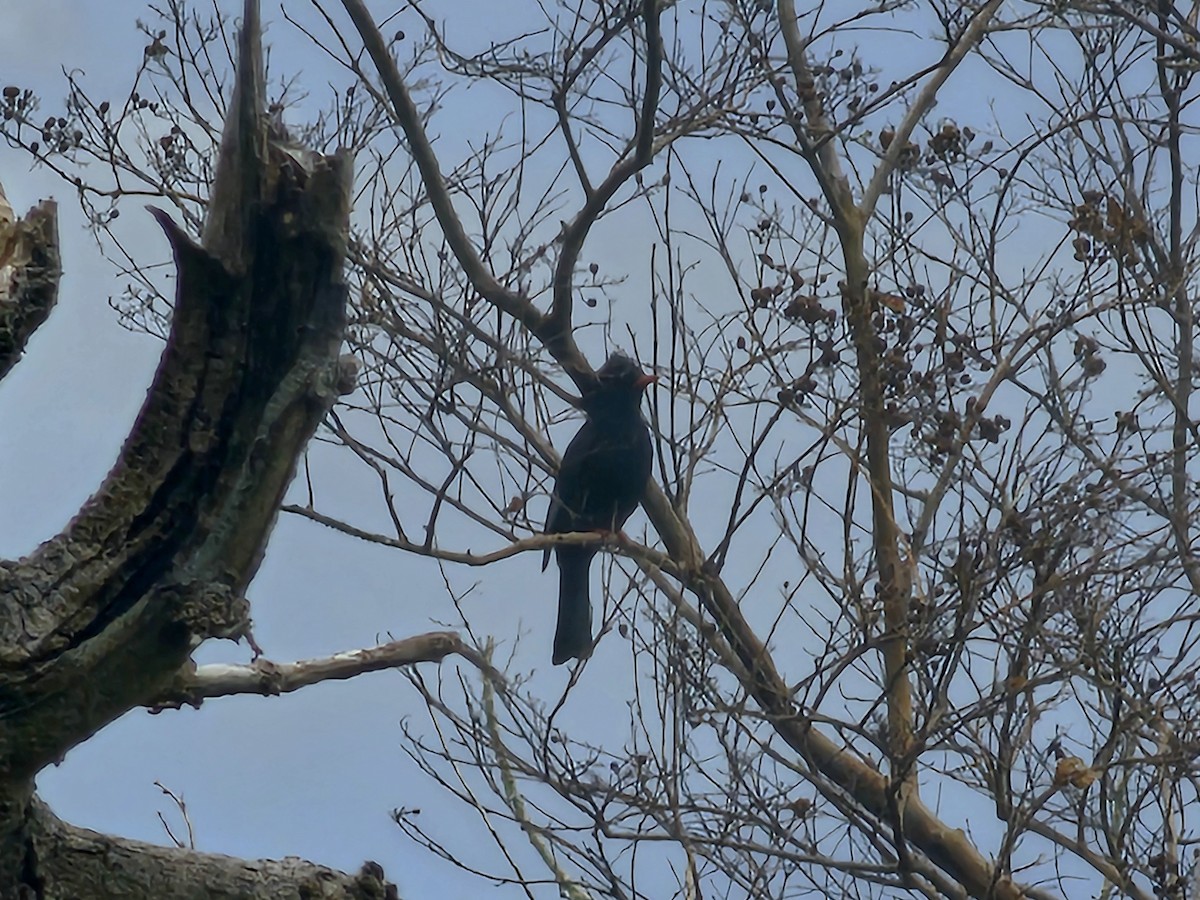 Black Bulbul - ML647546033