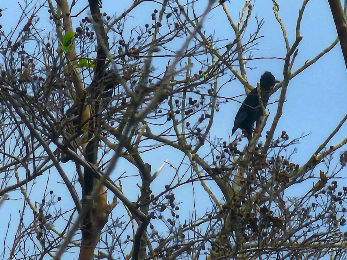 Black Bulbul - ML647546034