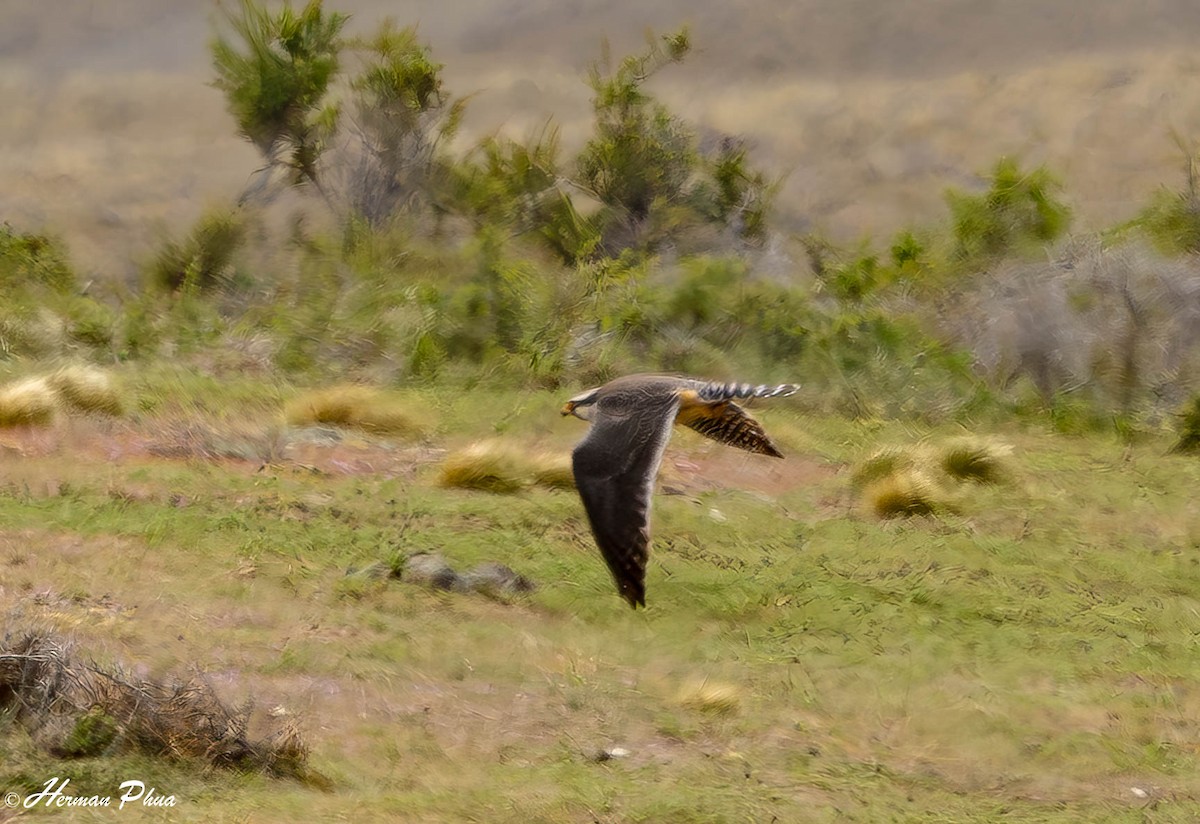 Aplomado Falcon - ML647546035