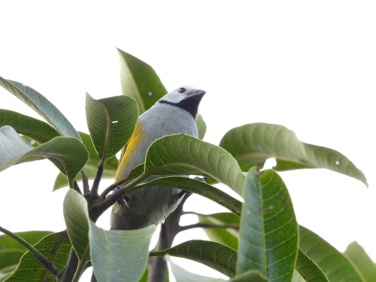 Gray-headed Oliveback - ML647546036