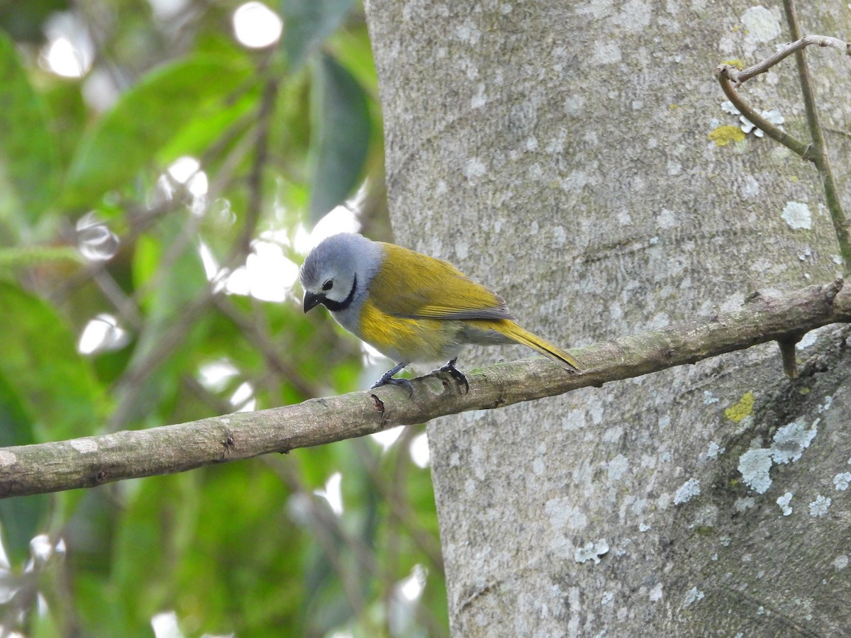 Gray-headed Oliveback - ML647546037