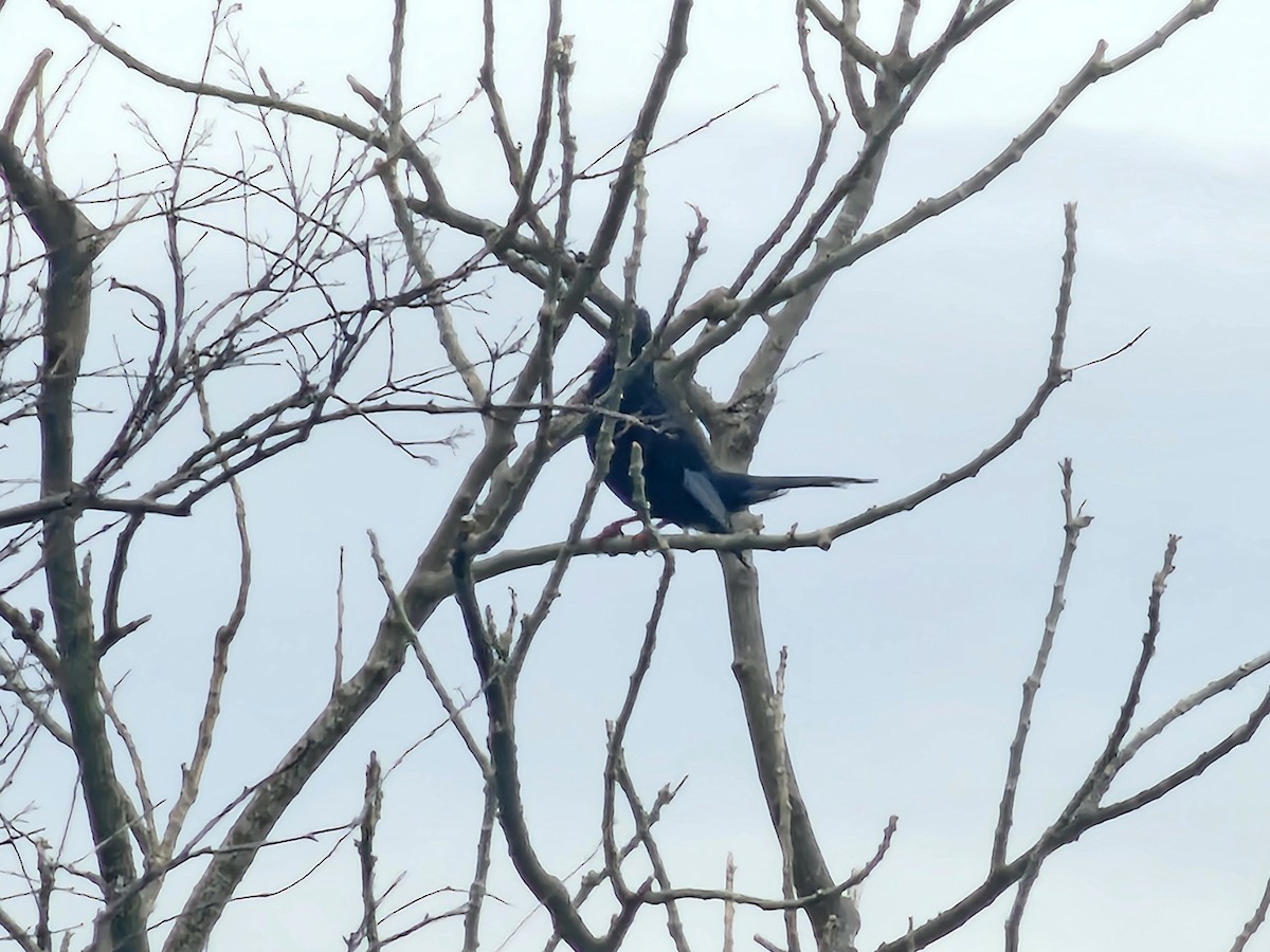 Black Bulbul - ML647546038