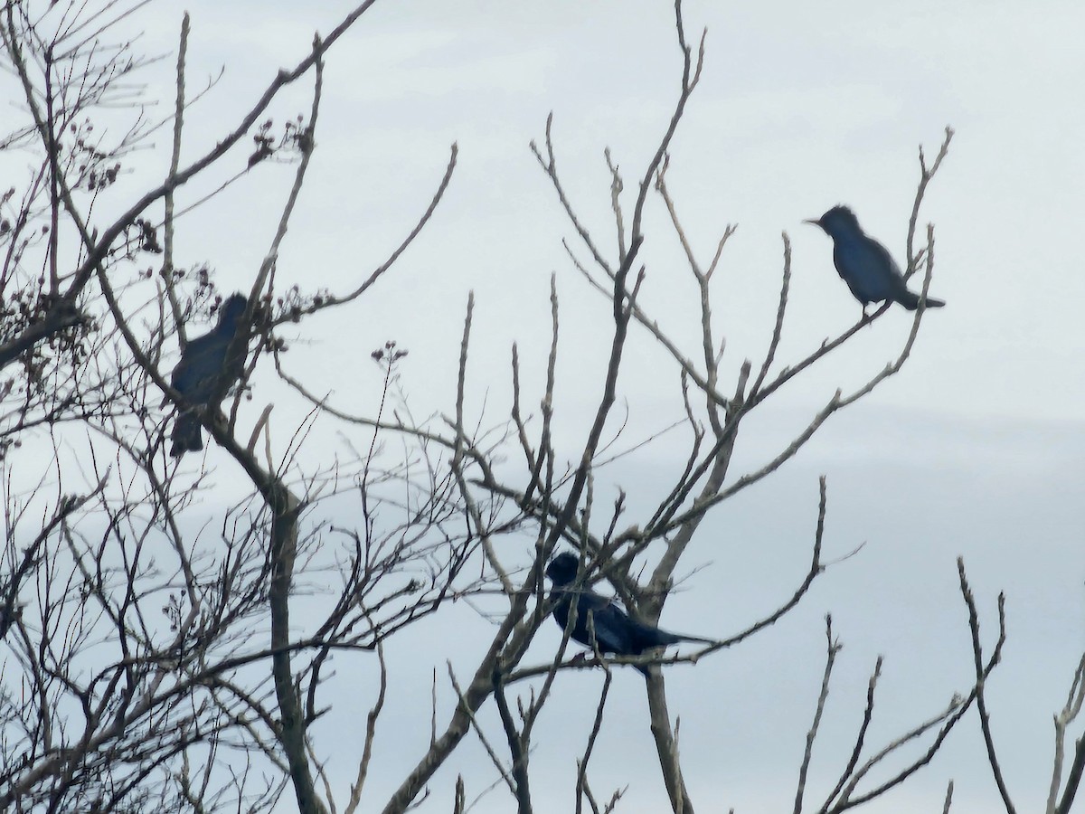 Black Bulbul - ML647546039