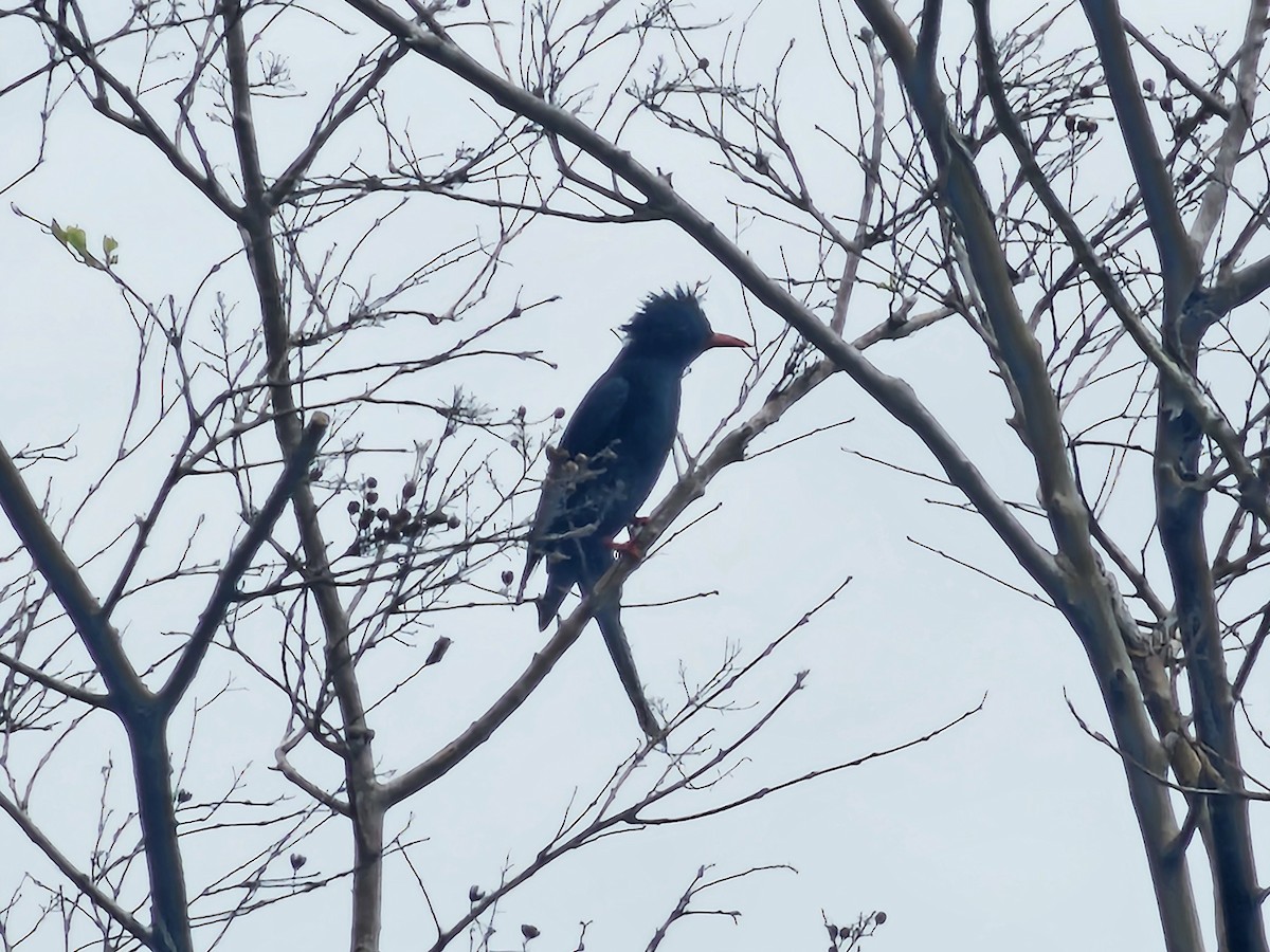 Black Bulbul - ML647546041