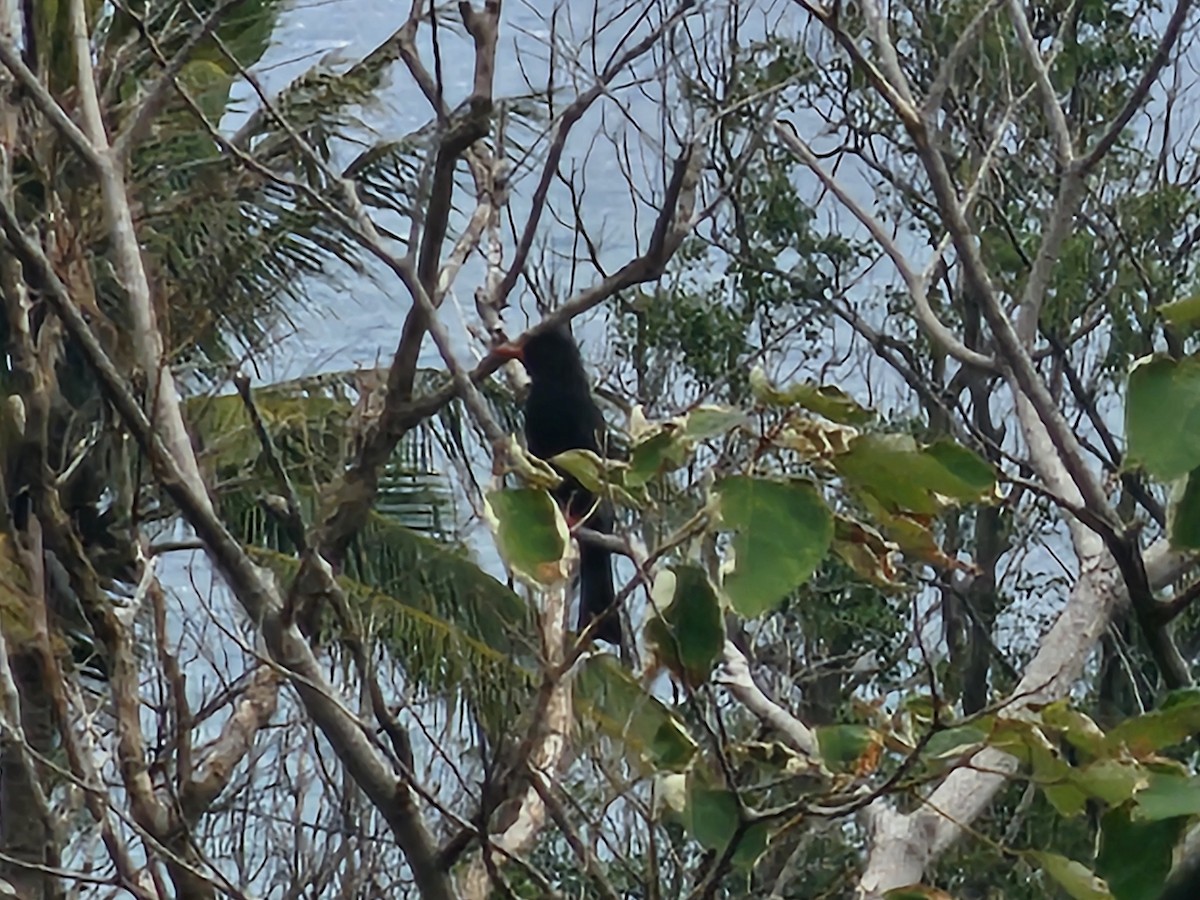 Black Bulbul - ML647546042