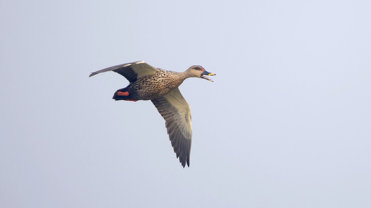 Indian Spot-billed Duck - ML647546043