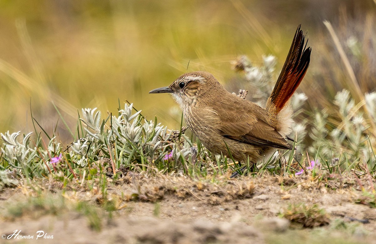 Band-tailed Earthcreeper - ML647546044