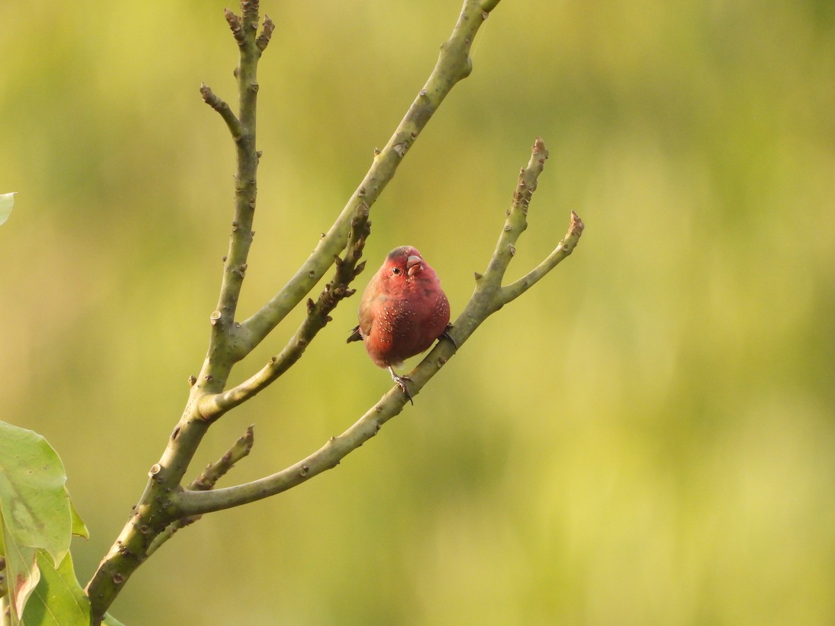 Red-billed Firefinch - ML647546045