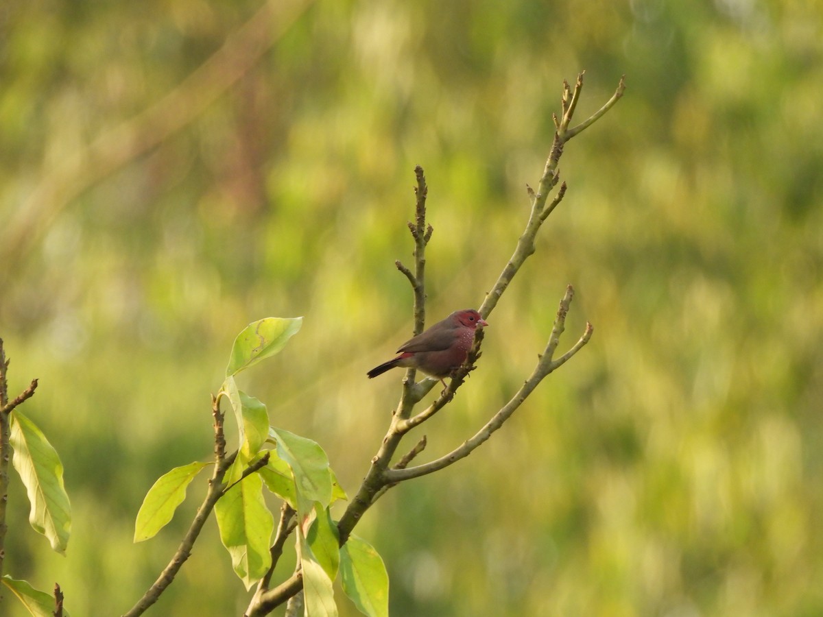 Red-billed Firefinch - ML647546046
