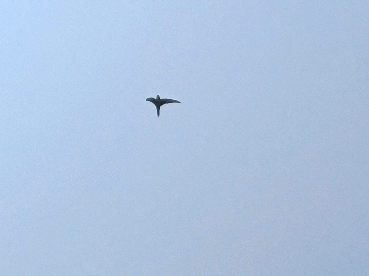 Asian Palm Swift - ML647546047