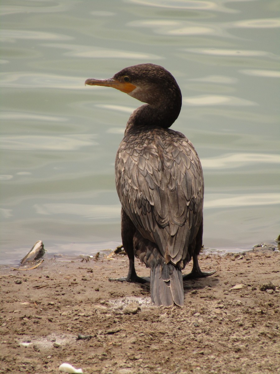 Neotropic Cormorant - ML647546048