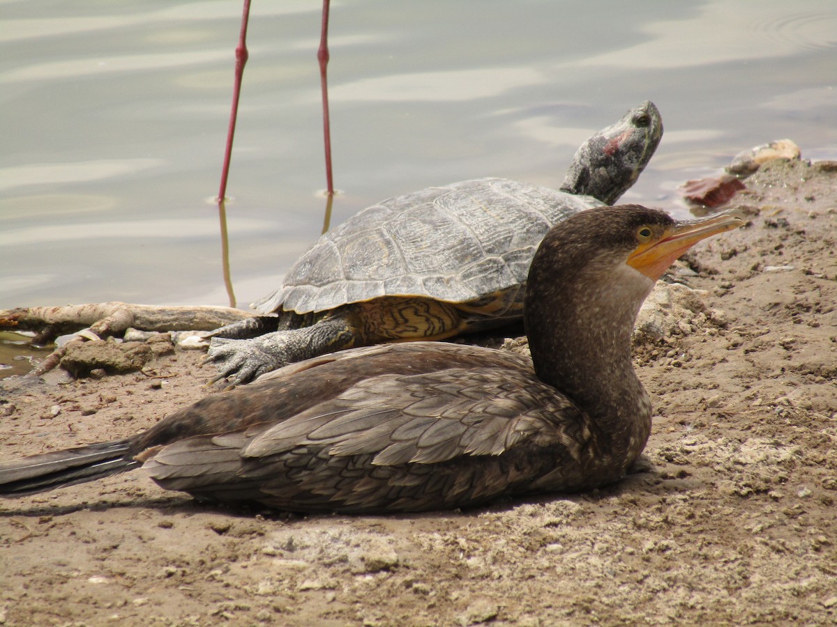 Neotropic Cormorant - ML647546049
