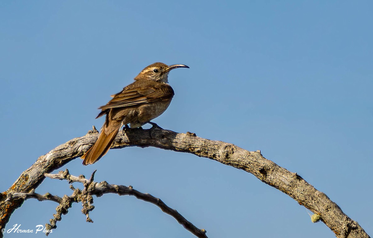 Scale-throated Earthcreeper - ML647546052