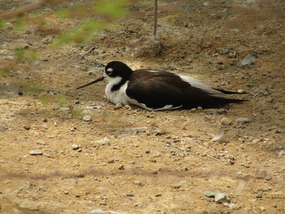 Black-necked Stilt - ML647546054