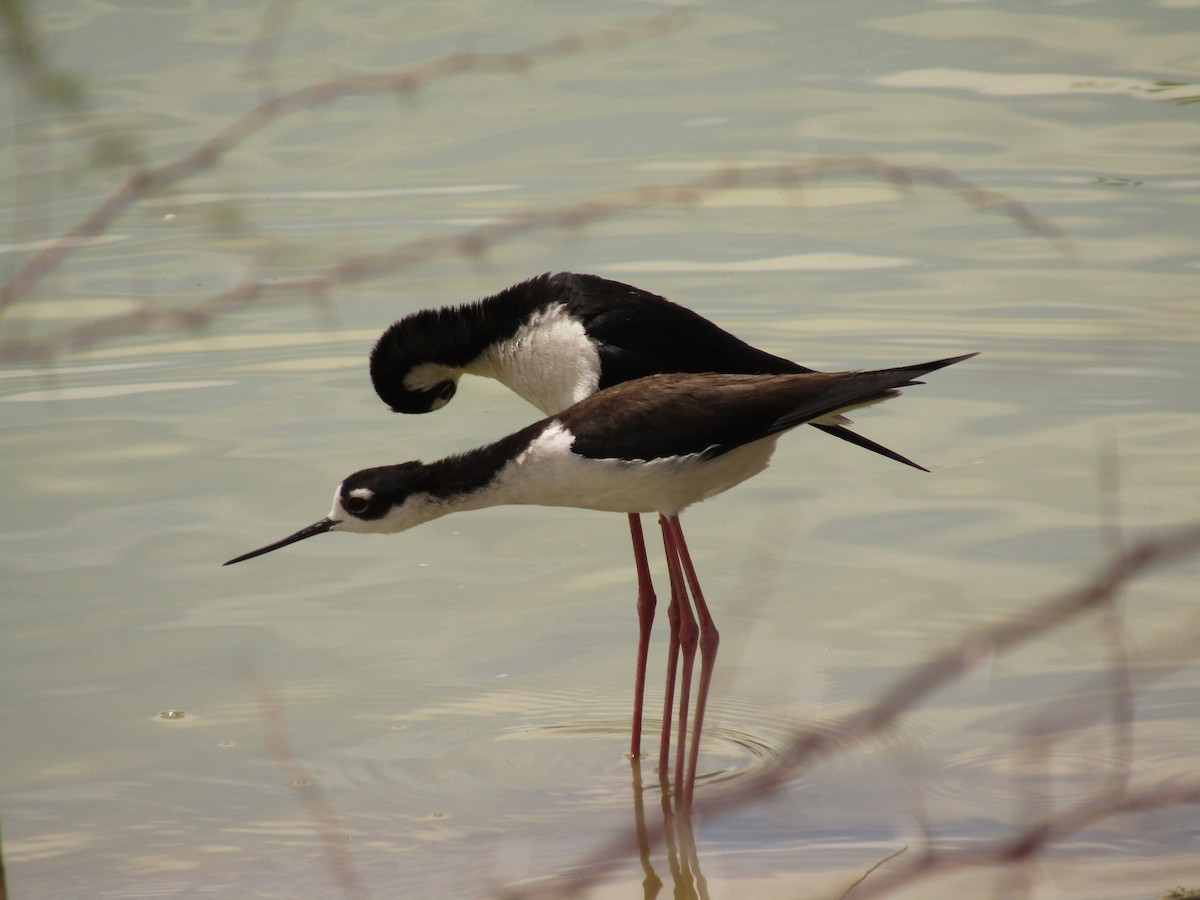 Black-necked Stilt - ML647546055