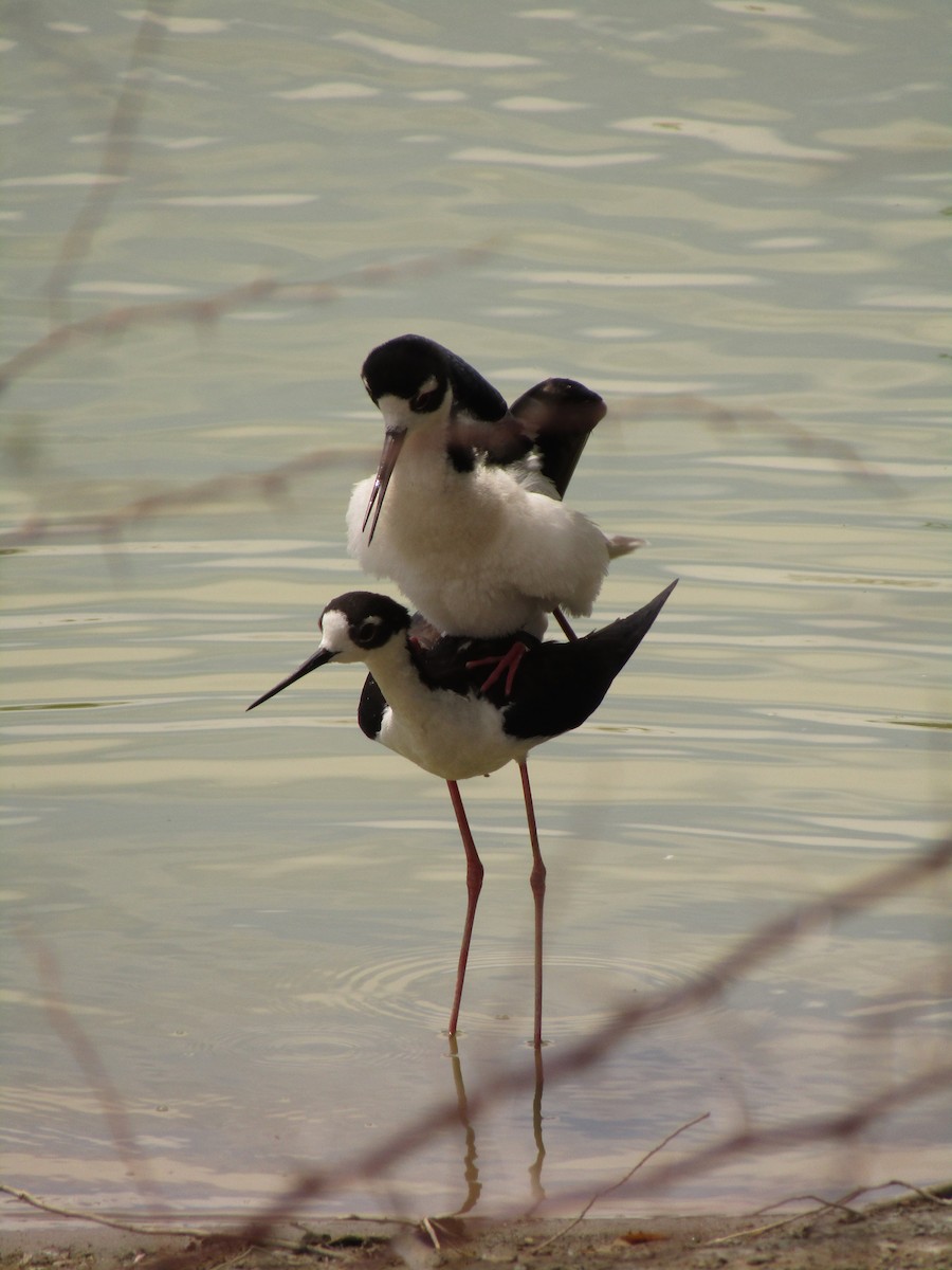 Black-necked Stilt - ML647546056
