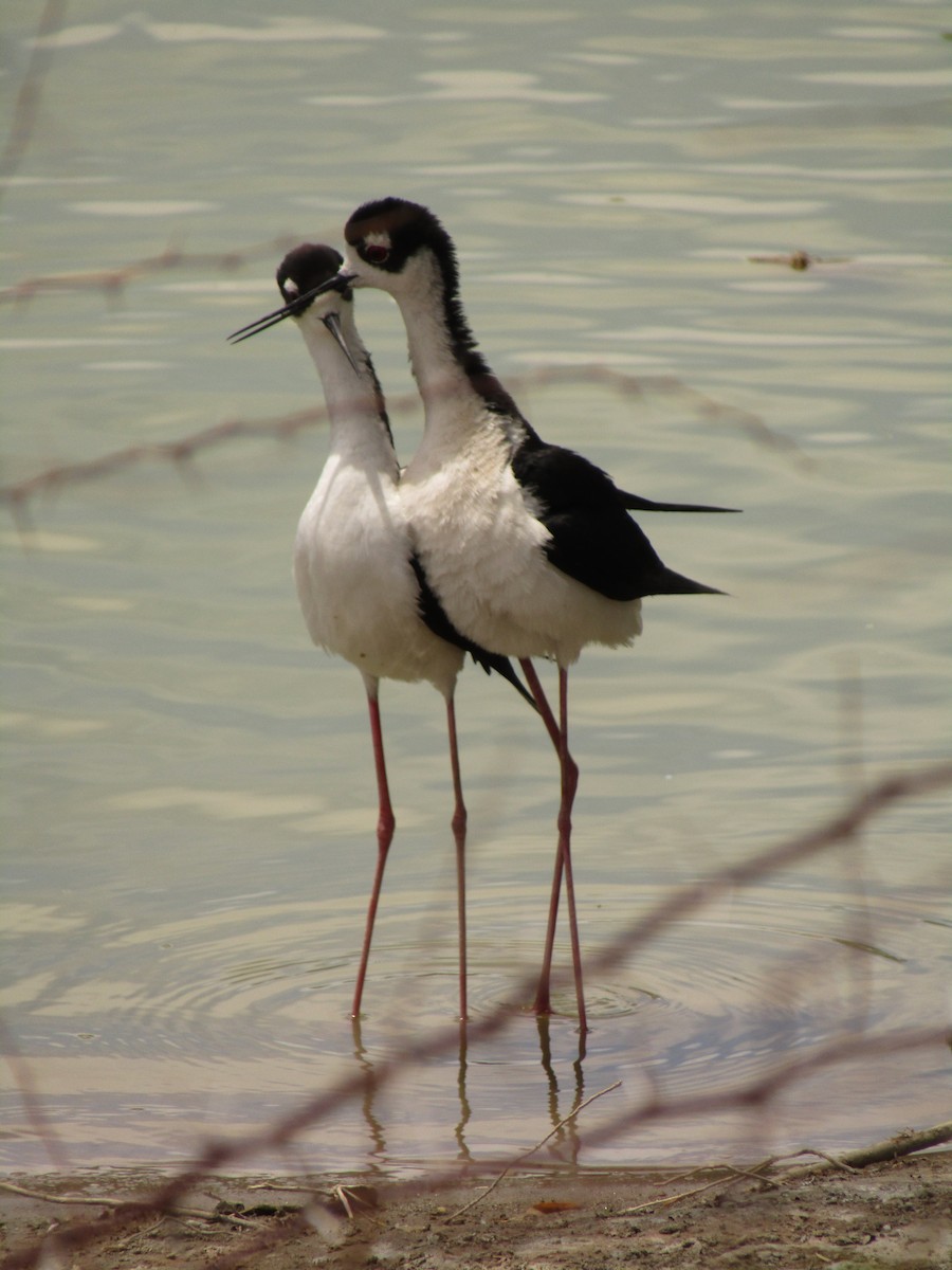 Black-necked Stilt - ML647546057