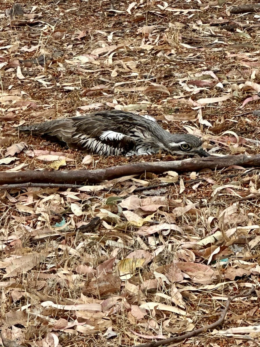 Bush Thick-knee - ML647546058