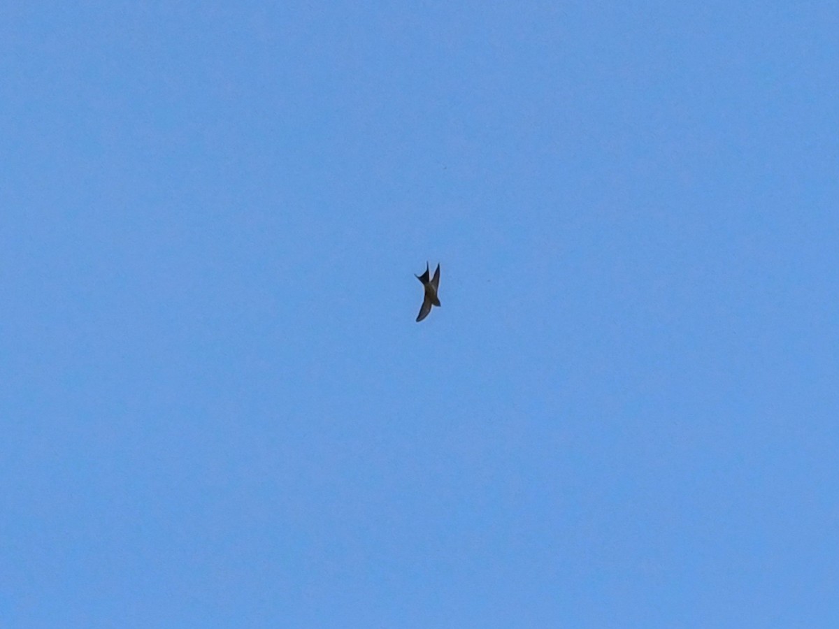 Eastern Red-rumped Swallow - ML647546065