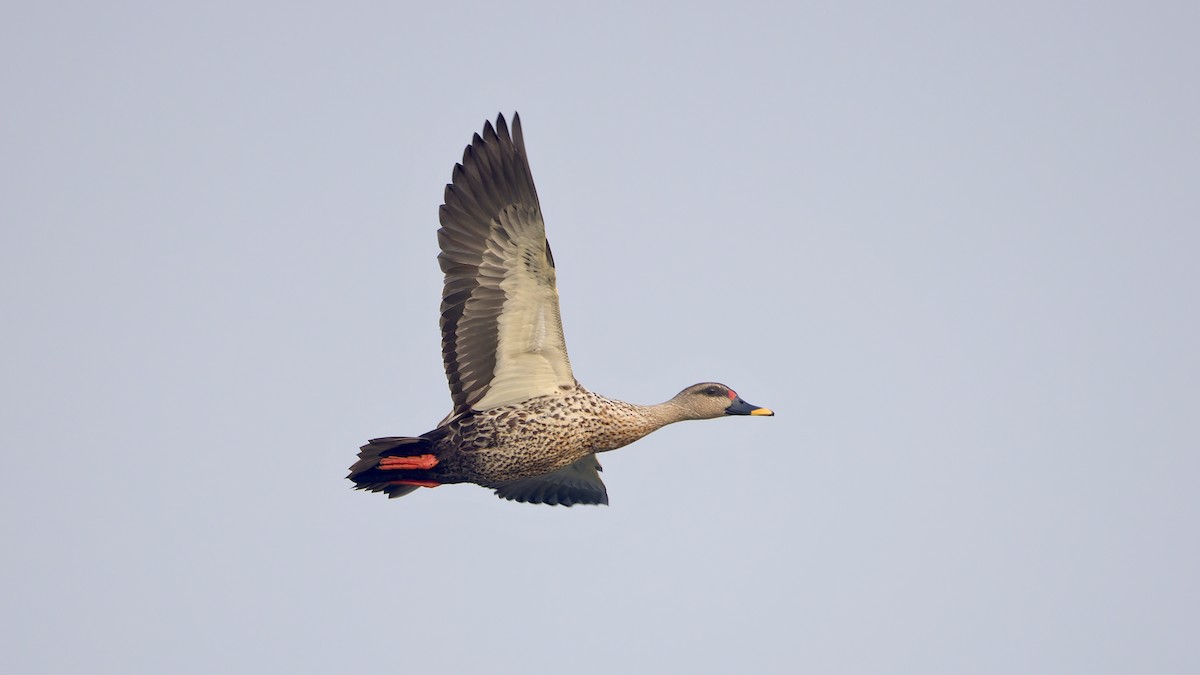 Indian Spot-billed Duck - ML647546068