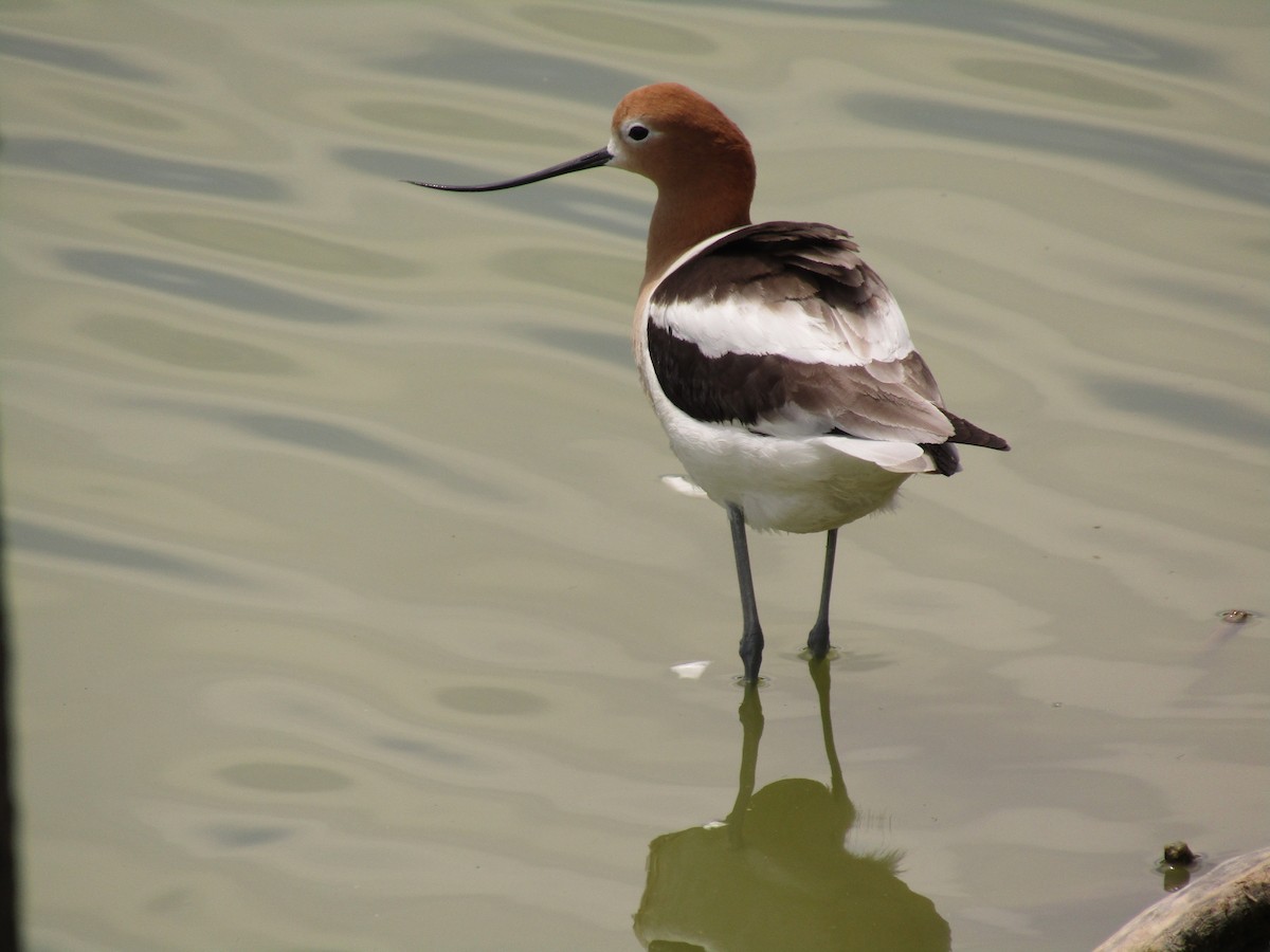 Avocette d'Amérique - ML647546077