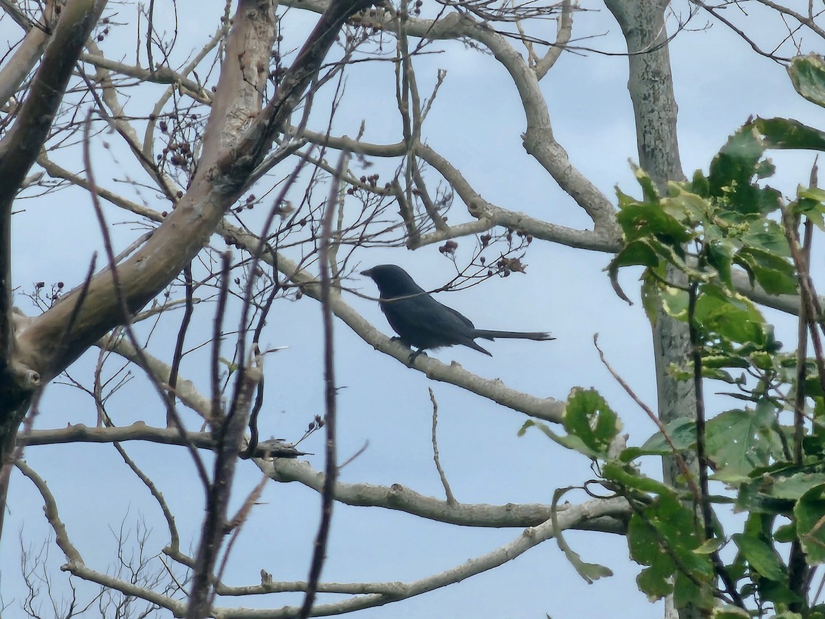 Drongo royal - ML647546079