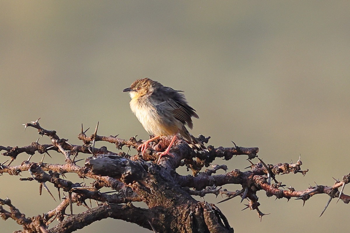 Cisticole grinçante - ML647546082