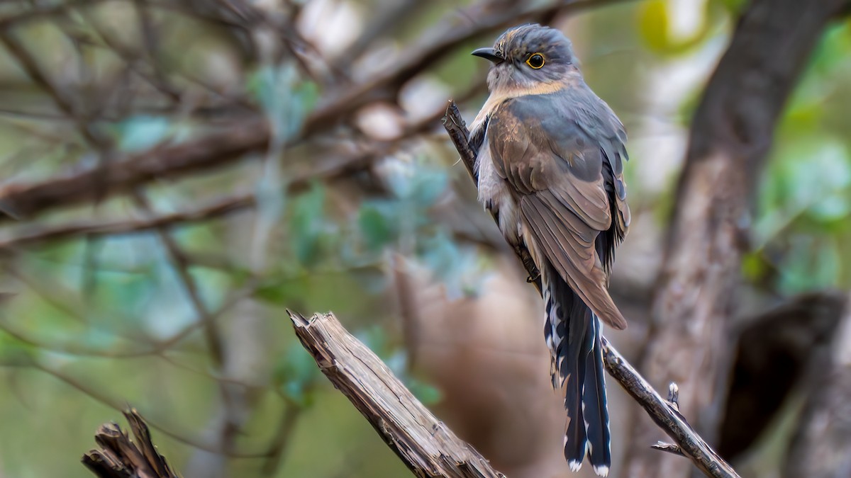 Coucou à éventail - ML647546087