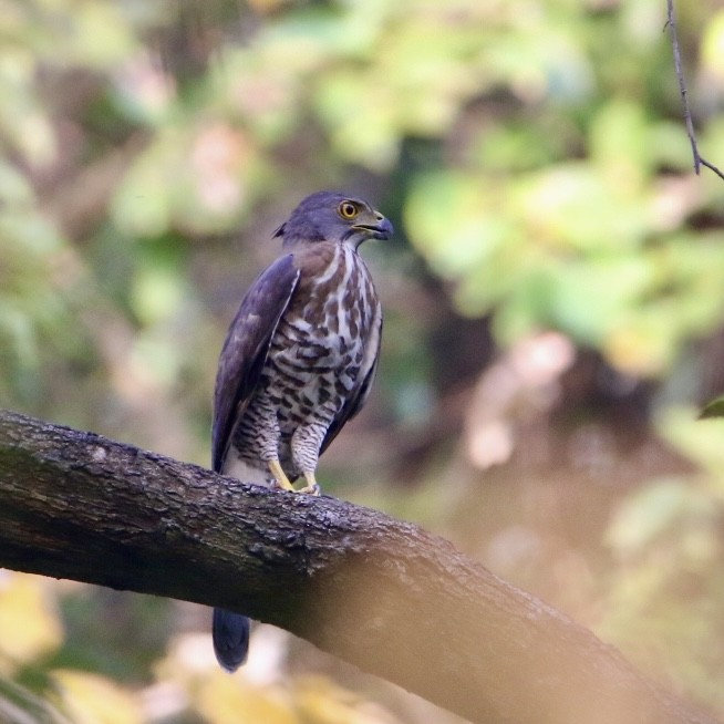 Autour huppé - ML647546088