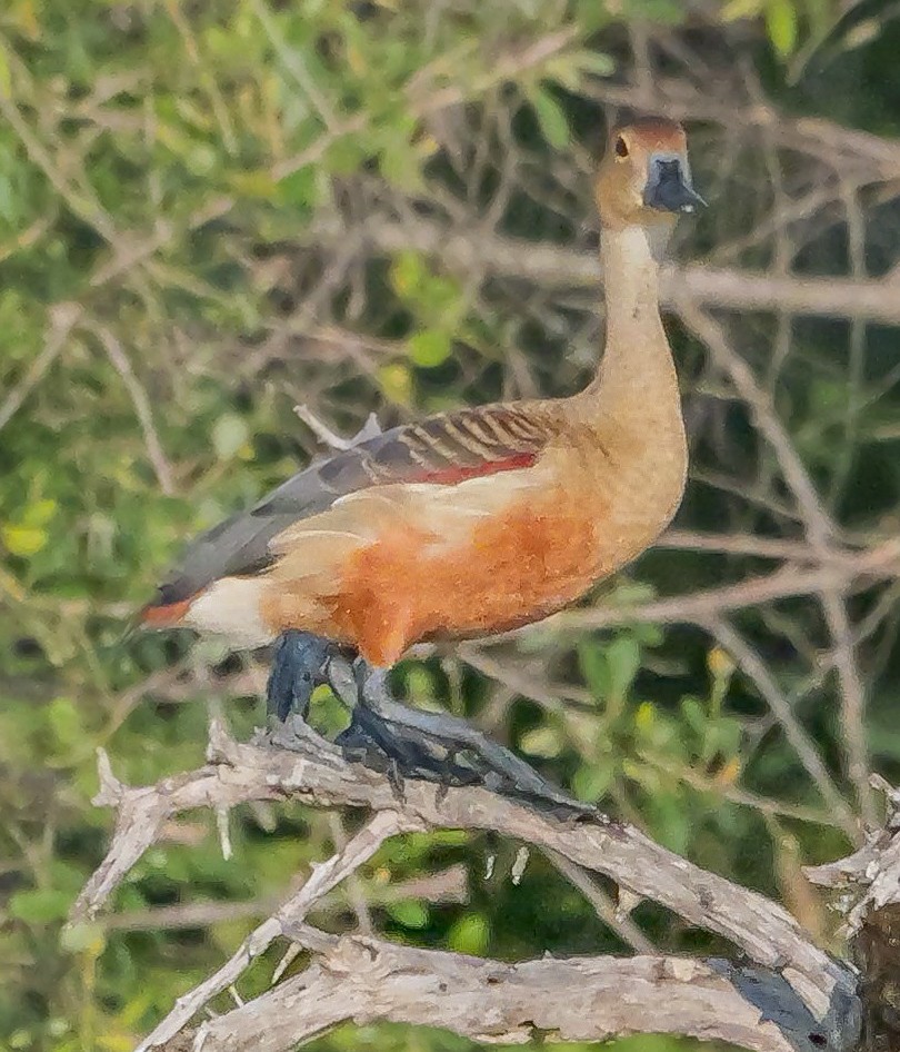 Dendrocygne siffleur - ML647546090