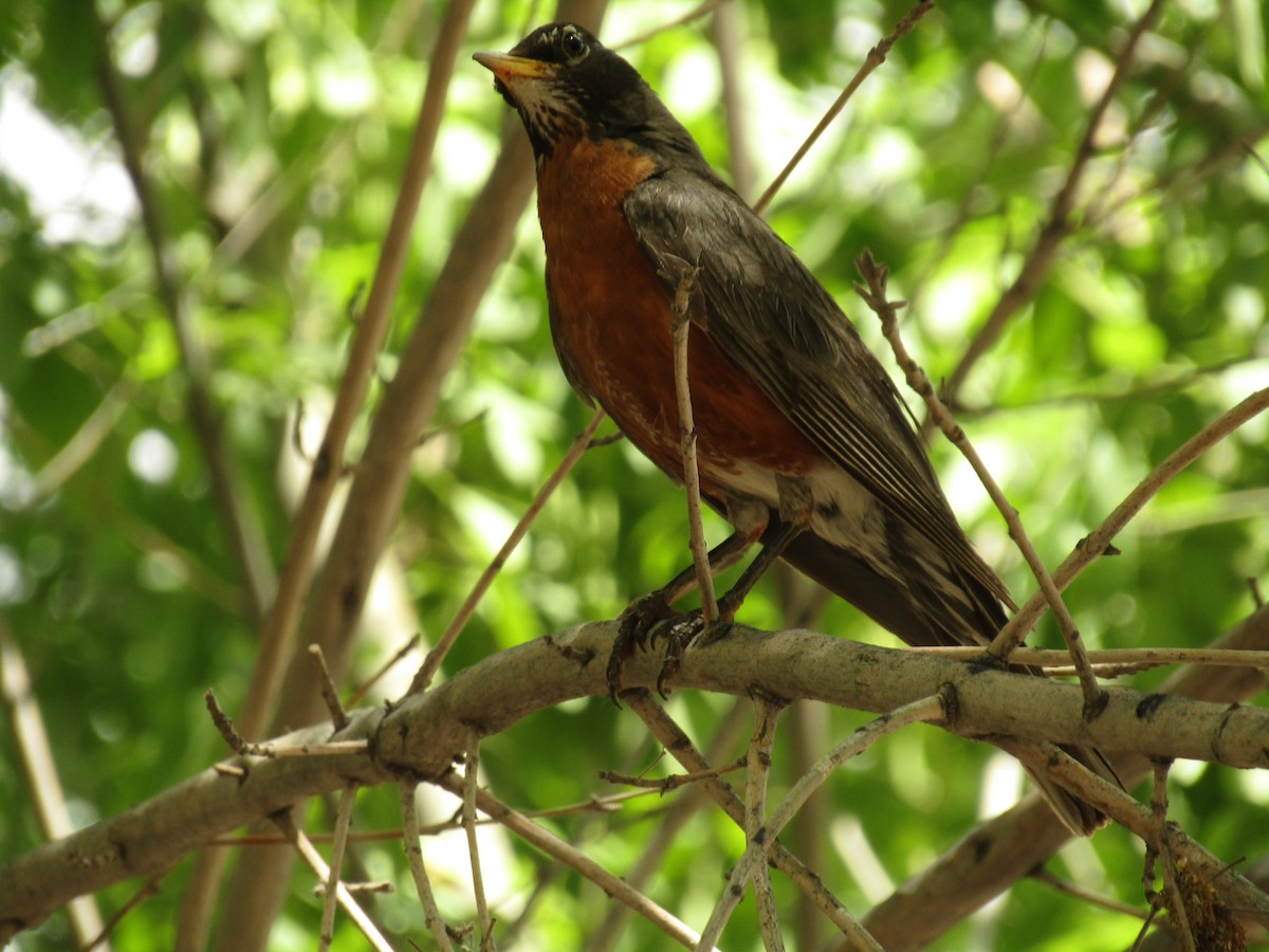 Merle d'Amérique - ML647546091