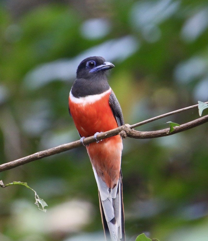Trogon de Malabar - ML647546092
