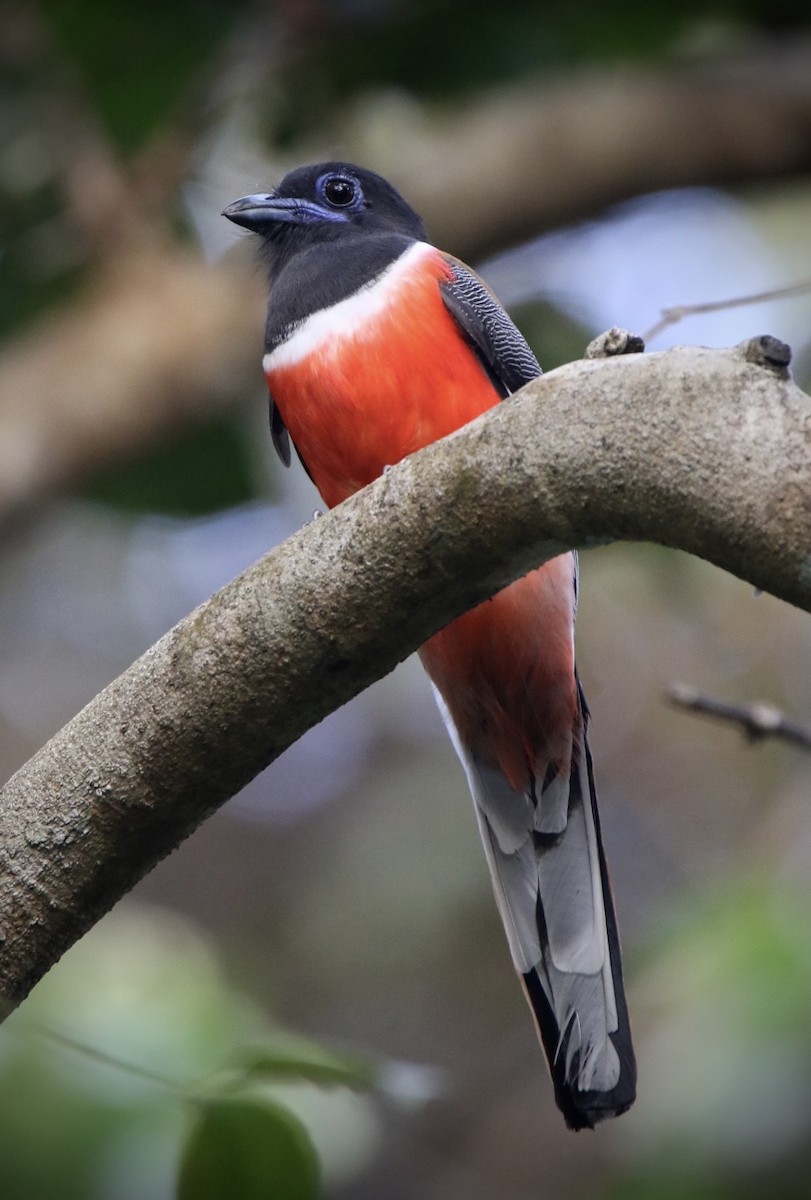 Trogon de Malabar - ML647546093